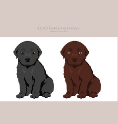 Curly Coated Retriever Puppy Clipart Different