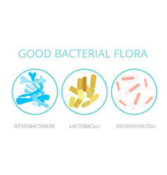 Good Bacterial Flora Lactobacilli Bifidobacteria