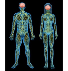 Human Nervous System