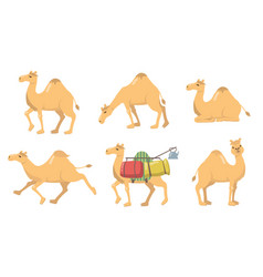 Various Camels With One Hump Flat Icon Set