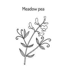 Meadow Vetchling Or Pea Lathyrus Pratensis