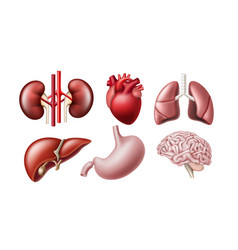 Set Of Internal Human Organ Realistic Icon