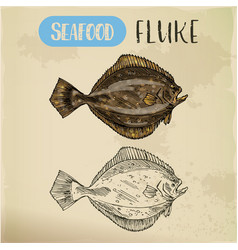 Sketch Of Fluke Or Summer Flounder