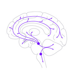 Serotonin Pathway In Brain