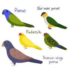 Set Parrot - Pionus Black-headed Kakariki