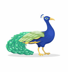 Peacock Animal Species Cartoon