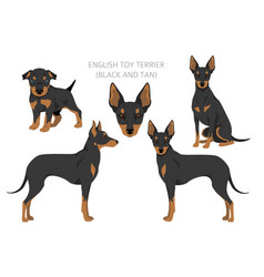 English Toy Terrier Clipart Different Poses Coat