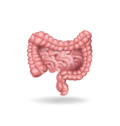 Isometric Flat 3d Human Colon Anatomy Concept