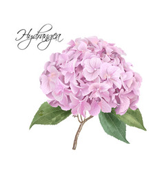 Hydrangea Pink Realistic