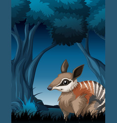 A Bandicoot In Dark Forest