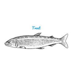 Sea Trout Vector Images Over 3 800