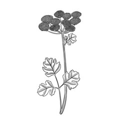 Drawing Plant Of Coastal Hog Fennel