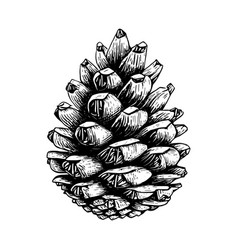 Hand Drawn Of Pine Cone