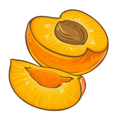 Apricot Fruit Colored Detailed