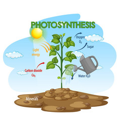 Diagram showing process photosynthesis in plant Vector Image