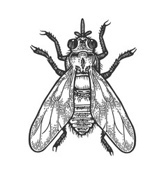 Tsetse Fly Insect Sketch Engraving