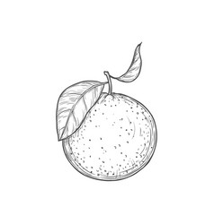 Clementine Mandarin Citrus Fruit Isolated Sketch