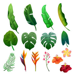 Tropical Summer Foliage Nature Clipart Object Set