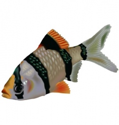 Tiger Barb