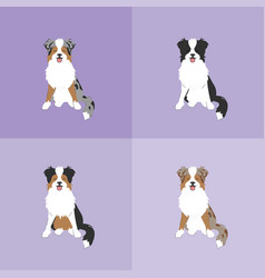 Set Of The Different Australian Shepherd Dogs Face