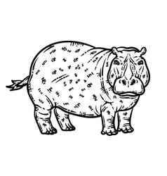 Hippo Animal Coloring Page For Adult