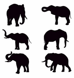 Elephant Silhouette