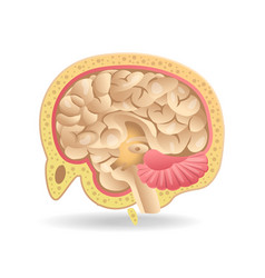 Isometric Flat 3d Of Brain Slice Anatomy Concept