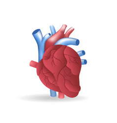 Isometric Flat 3d Of Heart Vein Anatomy Concept