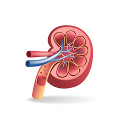 Isometric Flat 3d Of Kidney Tract Anatomy Cutout