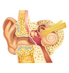 Inner Ear