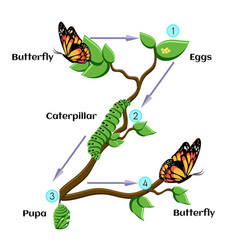 Life Cycle Of Butterfly