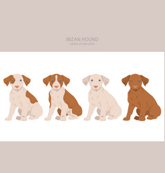 Ibizan Hound Puppy Clipart Different Poses Coat