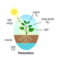 Photosynthesis Biological Process Composition