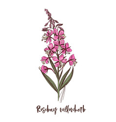 Branch Rosebay Willowherb Medicinal Herb