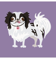 Japanese Chin Of A Dog