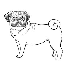 Pug Dog Isolated On White Background