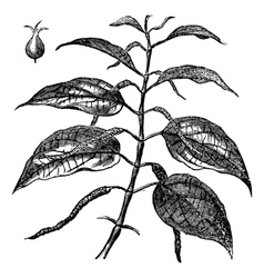 Piper Betel Leaves Engraving