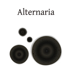 Alternaria Mold Isolated On