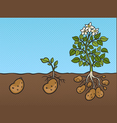 Stages Of Growth Of Potato Plant Pop Art