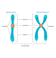 Singel And Duplicated Chromosome Structure