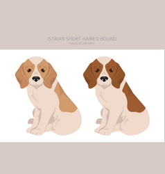 Istrian Short-haired Hound Puppy Clipart