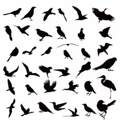 Collection Bird Silhouettes