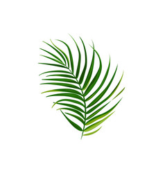 Single Isolated Palm Leaf Bright