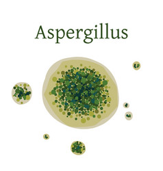 Aspergillus Mold Isolated On