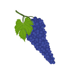 Syrah Or Shiraz Grape