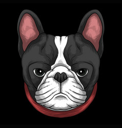 French Bulldog Head A Wearing Red Collar