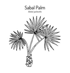 Sabal Palm Or Cabbage-palm Palmetto