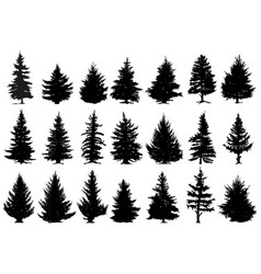 Pine trees silhouettes evergreen coniferous Vector Image