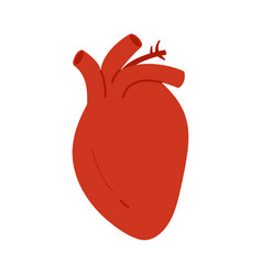 Human Heart Main Internal Organ Of Cardiovascular