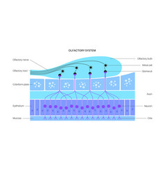 Olfactory System Anatomy